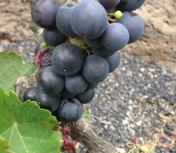 Casa El Quinto Villa